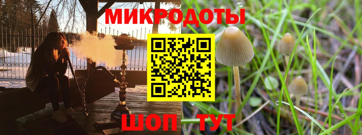 Галлюциногенные грибы Psilocybine cubensis Тверь